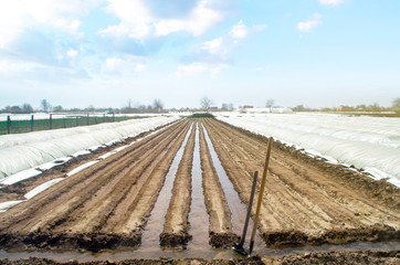Watering rows of carrot plantations in an open way. Heavy copious irrigation after sowing seeds. New farming planting season. Moisturize soil and stimulate growth. Agriculture agribusiness, farmland.