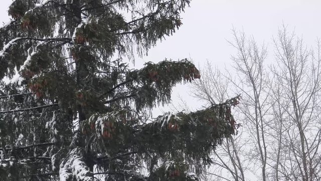 Winter nature - pine branches with snow swaying in the strong wind. Big tree inside blizzard. Needles and brown cones. New Year or Christmas background.