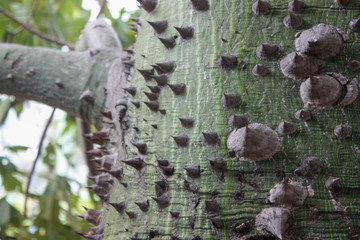 tree trunk with thorns