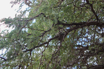 Fototapeta premium Acacia tree in spring