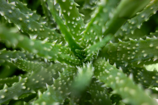 Aloe closeup