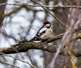 The woodpecker