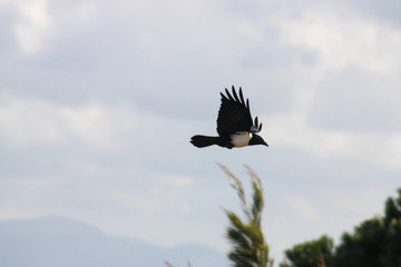 crow in the sky