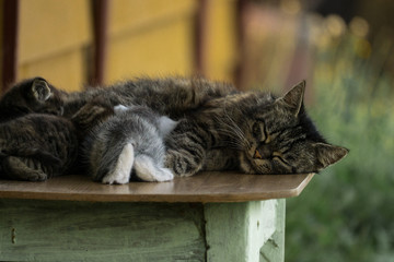 Female cat feeding kittens while sleeping