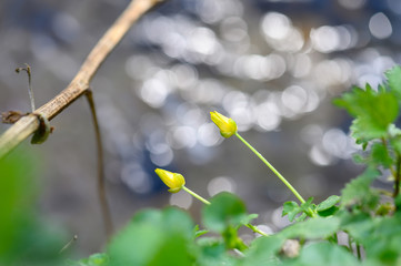 wildpflanze am Fluss