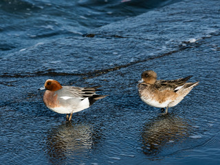 ヒドリガモのつがい(Eurasian Wigeon)