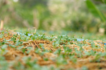 The seedlings of the vegetables in the plot, with water droplets on the leaves and the morning sunshine.