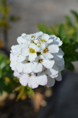 Evergreen candytuft Schneeflocke