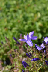 Dalmatian bellflower