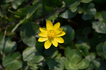 Lesser celandine