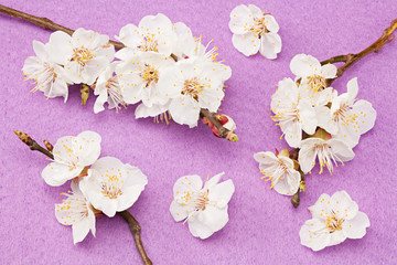 apricot flowers on pink background. top view