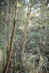 trees in the backyard