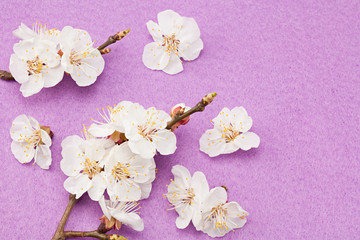 Naklejka na ściany i meble apricot flowers on pink background. top view