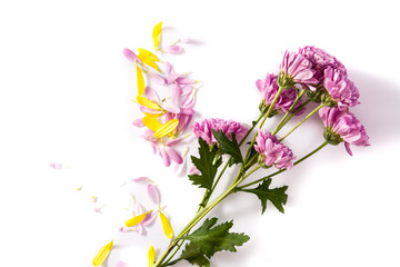 Purple chrysanthemum with petals isolated on white background
