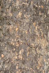 London plane