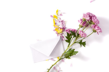 Purple chrysanthemum, petals and paper envelope isolated on white background