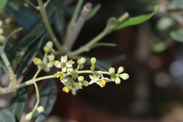 Common olive