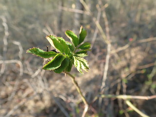 detail of a green tree branch in spring