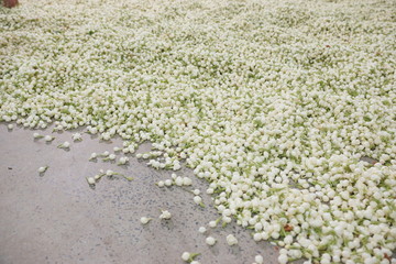 쟈스민차를 만들기 위해 쟈스민 꽃봉오리를 수확해서 모아놓은 모습