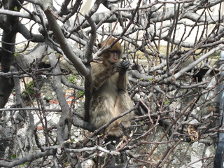 A monkey hidden among the branches of a tree