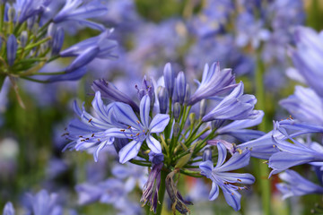 African Lily