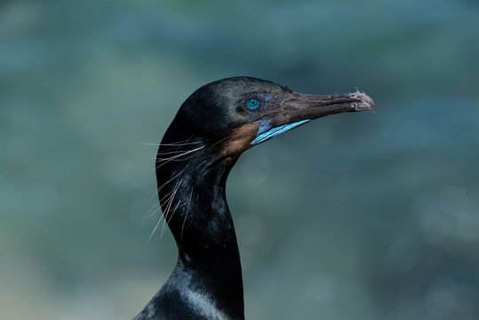 Brandt's cormorant