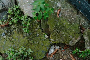 green moss on the stone