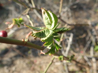 detail of a green tree branch in spring