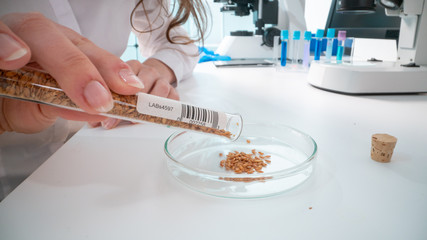 Inspection of the quality of agricultural seeds. Checking the quality of the seed before planting in the ground
