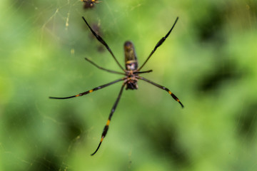 Fauna and flora of the city of Mairipora state of Sao Paulo Brazil