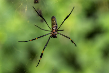 Fauna and flora of the city of Mairipora state of Sao Paulo Brazil