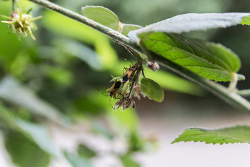 Fauna and flora of the city of Mairipora state of Sao Paulo Brazil