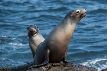 Naklejka premium sea lion on the rocks