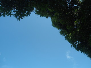 trees and sky
