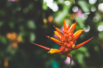 orange flower in the forest