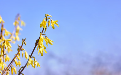 Spring background with yellow blooming flowers on branch in sunny day on blue sky. Bush forsythia gardening floriculture.