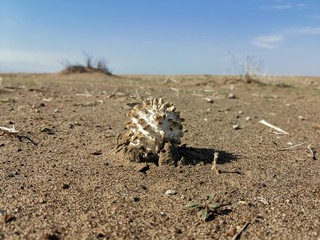 Wild mushrooms in the Sultanate of Oman grow in the desert plains in the winter season after rain. 