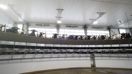 Cows are milked automatically on the farm. Farm for the production of milk and meat