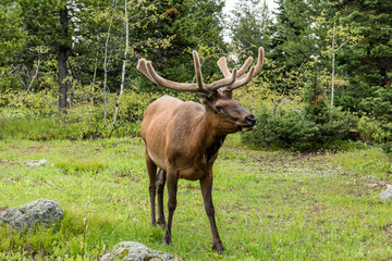 Naklejka na ściany i meble Young elk in Grand Tetons