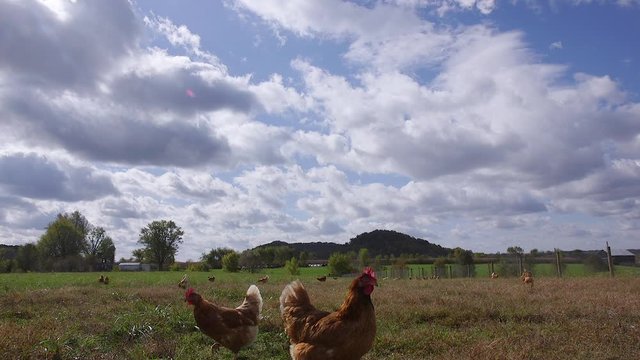 Tilt down from the sky to reveal chickens walking and feeding in a pasture. Slow Motion.