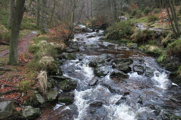 waterfall in the forest