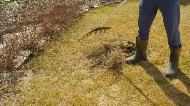 Cleaning up the grass with a rake. Aerating and scarifying the lawn
