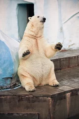 Foto op Canvas polar bear in Novosibirsk zoo sitting © Ekaterina Shvaygert