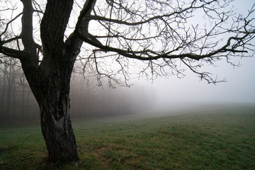 Panorama of morning forest in foggy weather