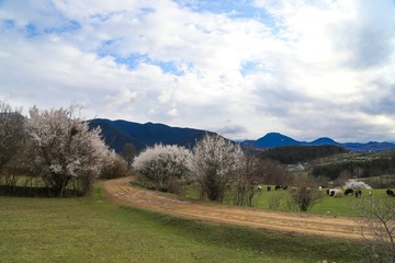 Flowers of the cherry blossoms on a spring day.savsat/artvin