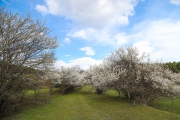 Flowers of the cherry blossoms on a spring day.savsat/artvin