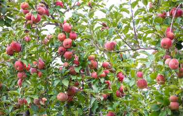 Pomar com maçãs
