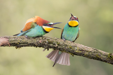 European bee eaters in breeding season (Merops apiaster)