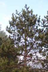 pine tree against blue sky