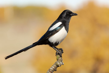 Fototapeta premium Sroka zwyczajna, Pica pica, siedząca na gałęzi na nieostrym tle w kolorze ochry